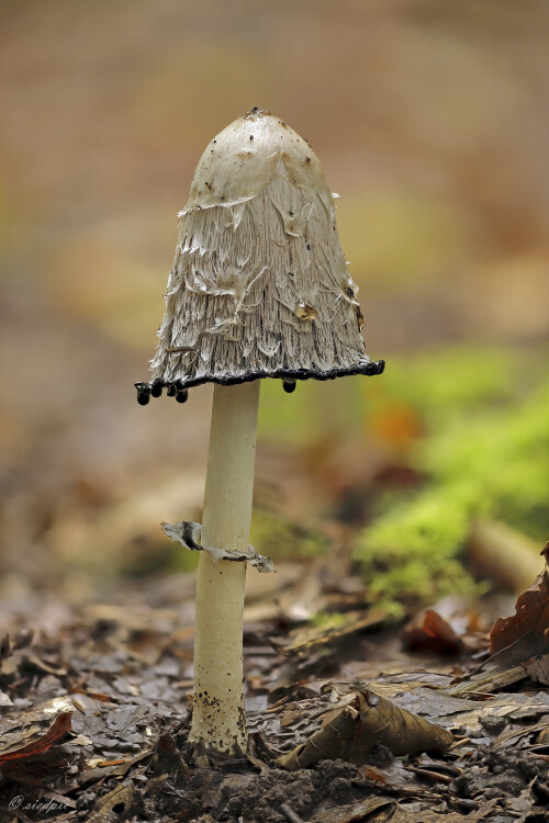 Schopf-Tintling, Coprinus comatus, Shaggymane mushroom

Aufnahmeort:	Odenwald	
Kamera:	Canon	EOS 6D
Objektiv:	Sigma Makro	150mm
Stativ

# 00570

© Alle von mir veröffentlichten Bilder unterliegen dem Urheberrecht und dürfen ohne meine schriftliche Genehmigung nicht verwendet werden.