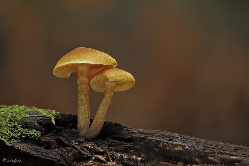 Pilz, Fungi, Mushroom

Aufnahmeort:	Odenwald	
Kamera:	Canon	EOS 6D
Objektiv:	Sigma Makro	150mm
Stativ		
		
# 00572

© Alle von mir veröffentlichten Bilder unterliegen dem Urheberrecht und dürfen ohne meine schriftliche Genehmigung nicht verwendet werden.