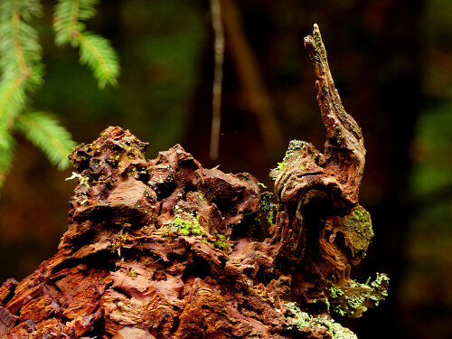 2025-09-26-Naturkunstwerk-im-Wald-1.jpeg