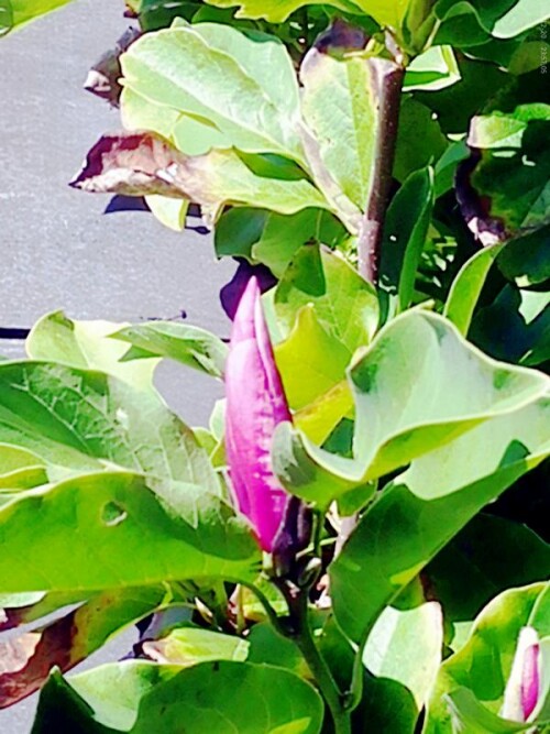 K800_Blute-einer-Purpur-Magnolie-im-September-2025-2.jpeg