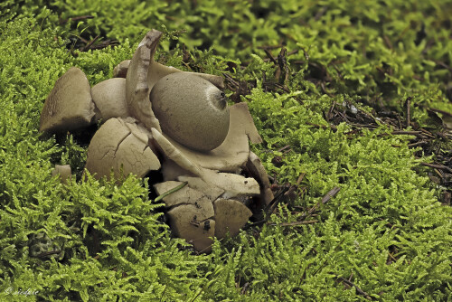Halskrausen-Erdstern, Geastrum michelianum, aucered earthstar

Aufnahmeort:	Odenwald	
Kamera:	Canon	EOS 6D
Objektiv:	Sigma Makro	150mm
Stativ		
		
# 00573

© Alle von mir veröffentlichten Bilder unterliegen dem Urheberrecht und dürfen ohne meine schriftliche Genehmigung nicht verwendet werden.