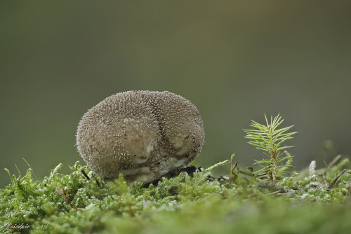 Beutel-Stäubling, Lycoperdon excipuliforme, Long-stemmed puffball

Aufnahmeort:	Odenwald	
Kamera:	Canon	EOS 6D
Objektiv:	Sigma Makro	150mm
Stativ		
		
# 00574

© Alle von mir veröffentlichten Bilder unterliegen dem Urheberrecht und dürfen ohne meine schriftliche Genehmigung nicht verwendet werden.
