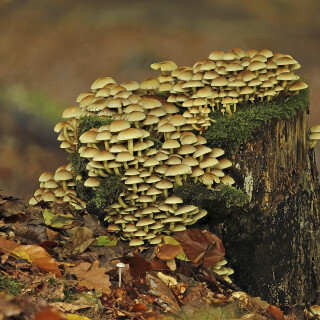 Gruenblaettriger-Schwefelkopf_Hypholoma-fasciculare_20251008_0001-36_B_Web