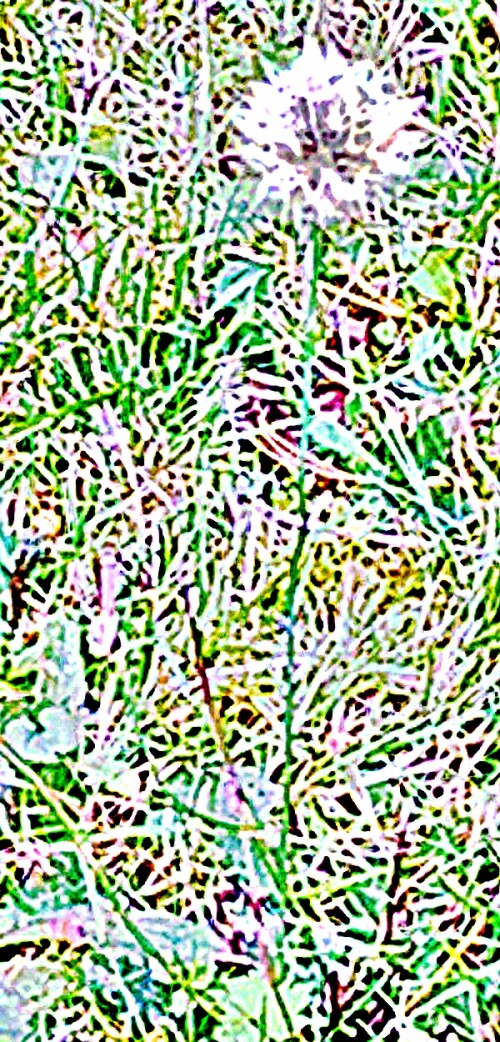 K800_HerbstlowenzahnLeontodon-autumnaleL..jpeg