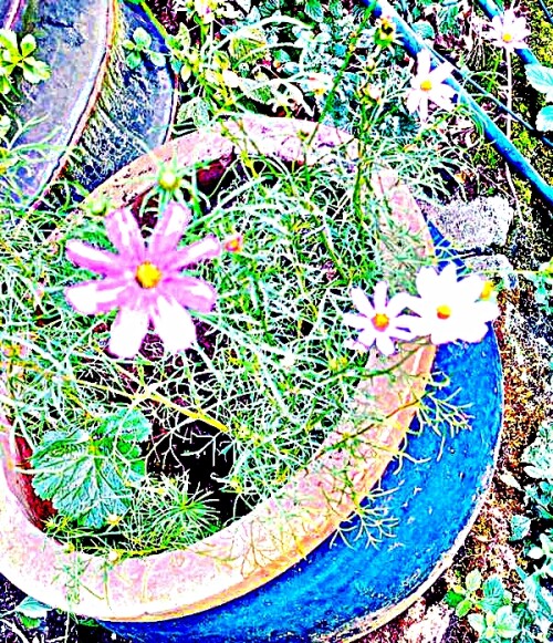 K800_SchmuckkorbchenCosmos-bipinnatusCav..jpeg