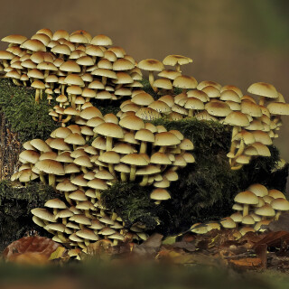 Gruenblaettriger-Schwefelkopf_Hypholoma-fasciculare_20251008_0002-40_B_Web