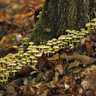 Gruenblaettriger-Schwefelkopf_Hypholoma-fasciculare_20251008_0003-26_B_Web