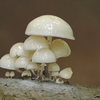 Buchen-Schleimruebling_Oudemansiella-mucida_20251013_0001-41_B_Web