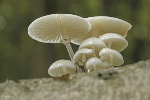 Buchen-Schleimruebling_Oudemansiella-mucida_20251013_0002_B_Web.jpeg