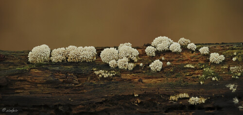 Pilz_Fungi_20251013_0001-42_B1_Web.jpeg