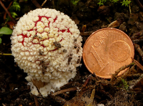 2025-10-16-Grosenvergleich-junger-Fliegenpilz-1-Cent-Munze-2.jpeg