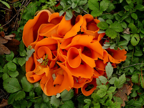 2025-10-16-Orangeroter-Becherling-4.jpeg