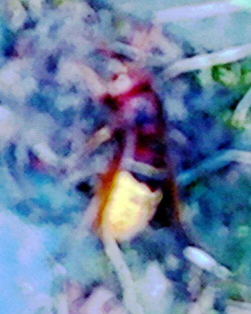 K800_Sterbende-Arbeiterin-einer-HornisseVespa-crabroL.-1758-September-2025.jpeg