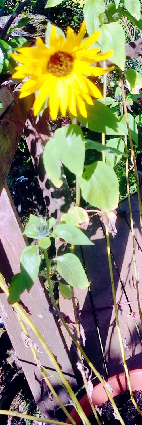 K800_SonnenblumeHelianthus-annuusL..jpeg