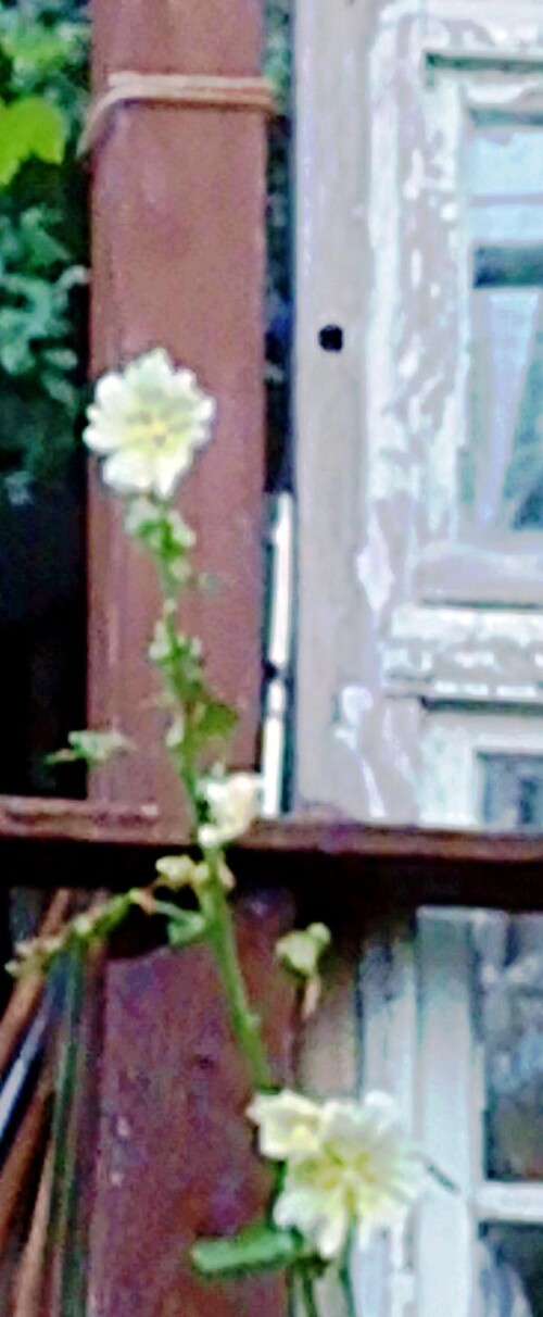 K800_StockmalveAlcea-roseaL.-September-2025.jpeg