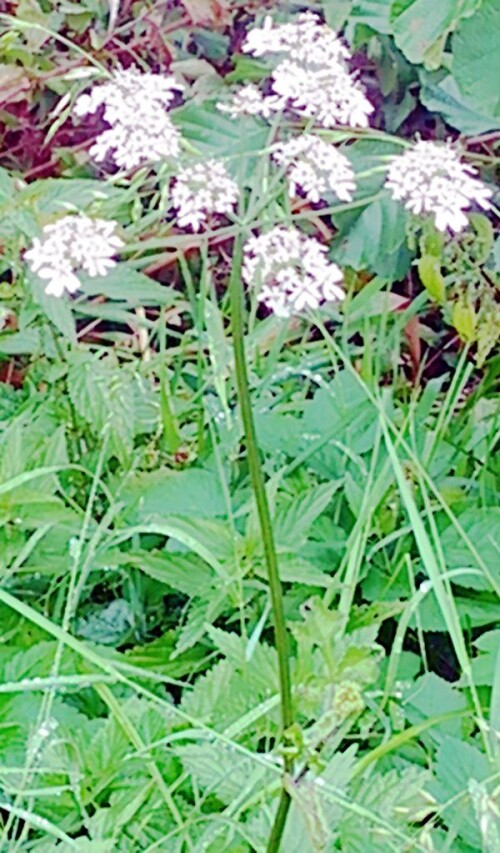 K800_Wiesen-BarenklauHeracleum-spondylumL..jpeg