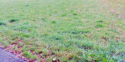 K800_Wiesen-voller-HerbstzeitlosenColchicum-autumnaleL..jpeg