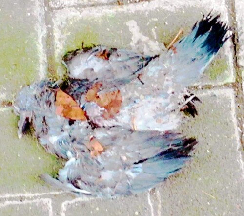 K800_Mannliche-Stadttaube-3.jpeg