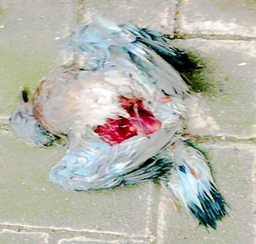 K800_Mannliche-Stadttaube.jpeg