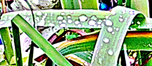 K800_Regentropfen-auf-einem-Blatt-einer-SchwertlilieIrisL..jpeg