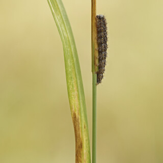 Weissgraues-Flechtenbaerchen_Eilema-caniola_20250905_0007_B_Web