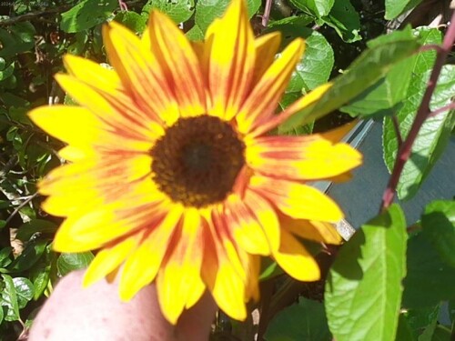 K800_Sonnenblumen-im-Oktober-2025-11.jpeg