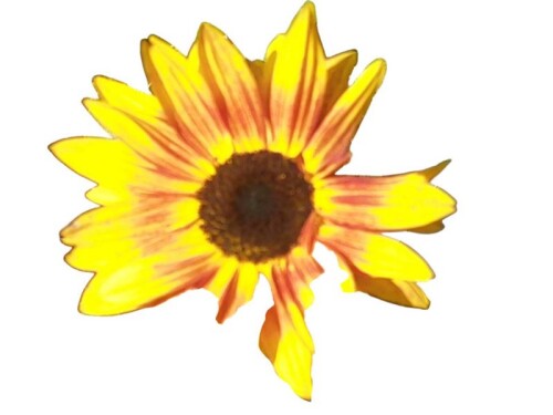 K800_Sonnenblumen-im-Oktober-2025-13.jpeg