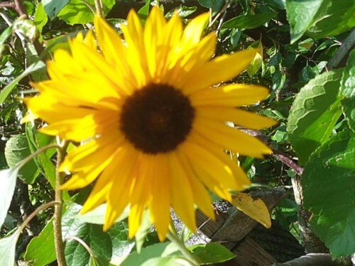 K800_Sonnenblumen-im-Oktober-2025-2.jpeg