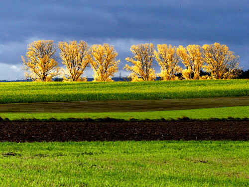 2025-10-24-leuchtende-Pappeln-bei-Streudorf.jpeg
