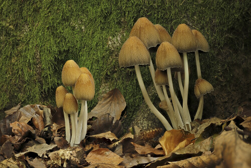 Glimmer-Tintling_Coprinus-micaceus_20251016_0001-45_B_Web.jpeg