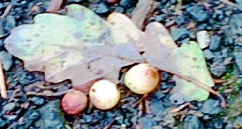 K800_Unterseite-eines-TraubeneichenblattesQuerus-petraeaLiebl.Matuschka-mit-drei-Gallen-der-Gemeinen-EichengallwespeCynips-quercifoliii.jpeg