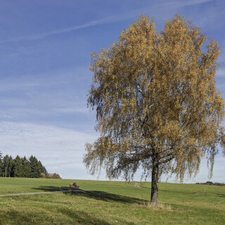 Birke_Betula_20251104_0001_B_HDR_Web