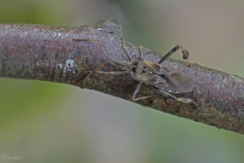 Amerikanische-Zapfenwanze_Leptoglossus-occidentalis_20251106_0003_B1_Web.jpeg