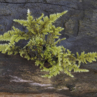 Moos_20251106_0001-24_B_Web