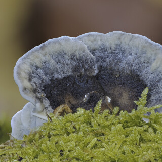 Tramete_Trametes_20251106_0001-44_B_Web