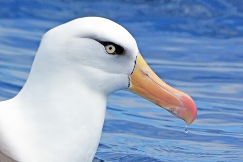 campbellalbatros-portrait.jpeg