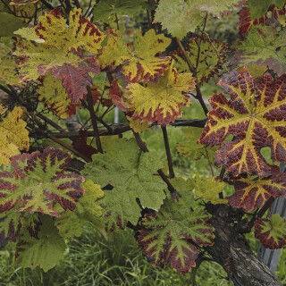 Weinrebe_Vitis_20251011_0003_B_Web