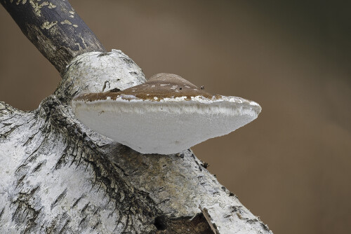 Birkenporling_Piptoporus-betulinus-48_20251115_0001_B_Web.jpeg
