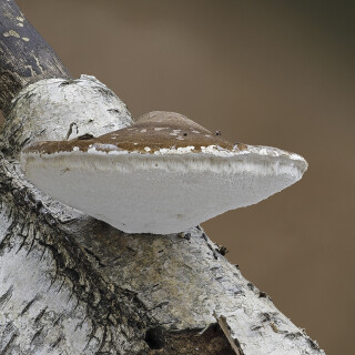 Birkenporling_Piptoporus-betulinus-48_20251115_0001_B_Web