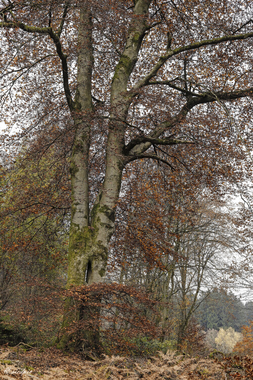 Rotbuche_Fagus-sylvatica_20251108_0002_B_HDR_Web.jpeg