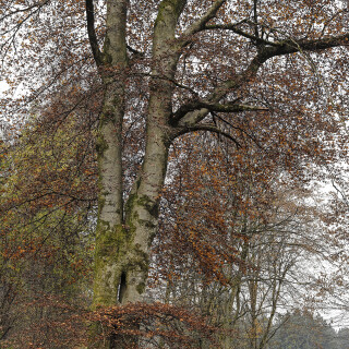 Rotbuche_Fagus-sylvatica_20251108_0002_B_HDR_Web