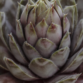 Hauswurz_Sempervivum_20250616_0003_B_Web