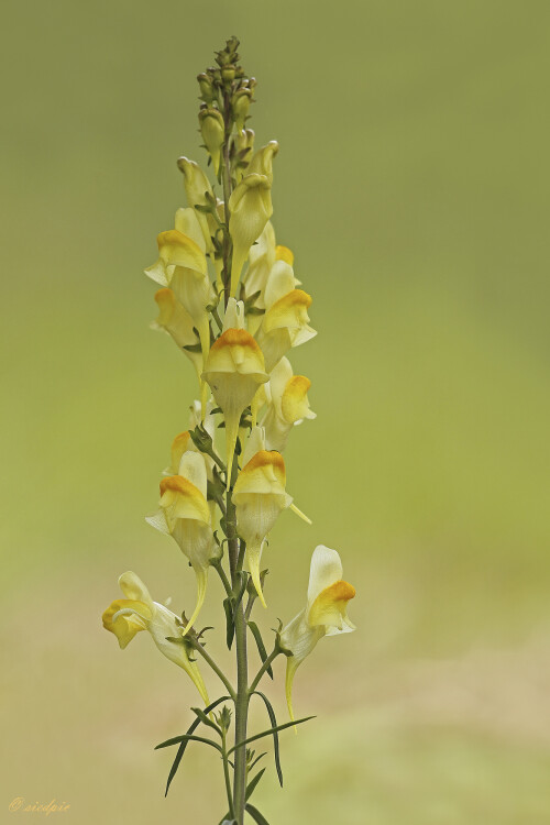 Echtes-Leinkraut_Linaria-vulgaris_20250903_0001_B_Web.jpeg