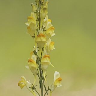 Echtes-Leinkraut_Linaria-vulgaris_20250903_0001_B_Web