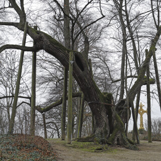 Sommerlinde_Tilia-platyphyllos_20251128_0001_B_HDR_Web
