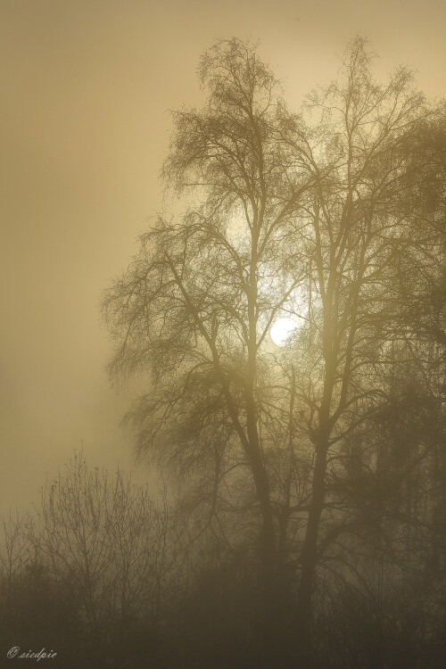Sonnenaufgang_Nebel_20251201_0001_B1_HDR_Web.jpeg