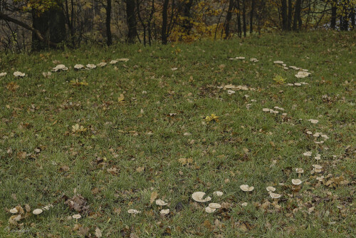 Pilze_Fungi_20251110_0001_B_Web.jpeg