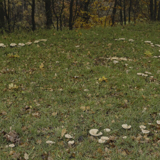 Pilze_Fungi_20251110_0001_B_Web