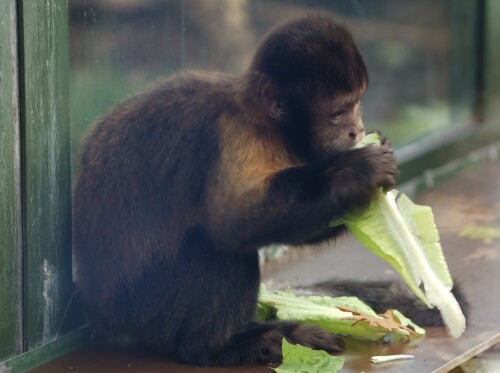 Kapuzineraffe-2.jpeg