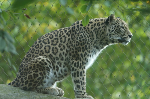 Persischer-Leopard.jpeg